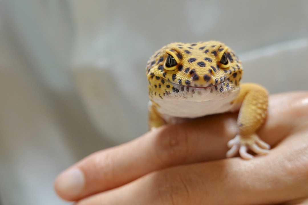 【初心者向け】爬虫類飼育の基本と住まいづくりのポイント