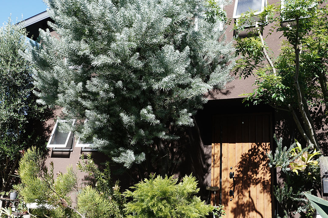 門まわり・アプローチを美しく見せる植栽テクニック──Akiraさん×ウィザースホーム コラボ連載【第3回】